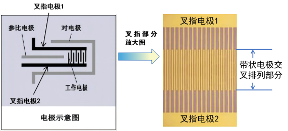 图3-1 叉指阵列电极的示意图 图3-1 叉指阵列电极的示意图
