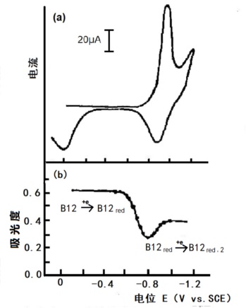 图4-3  1mmol/L 维生素B12的伏安法，Britton-Robinson 缓冲溶液pH6.86，Hg-Au网栅光透电极 a.薄层循环伏安法 b. 388nm处的吸光度对电位作图[3]