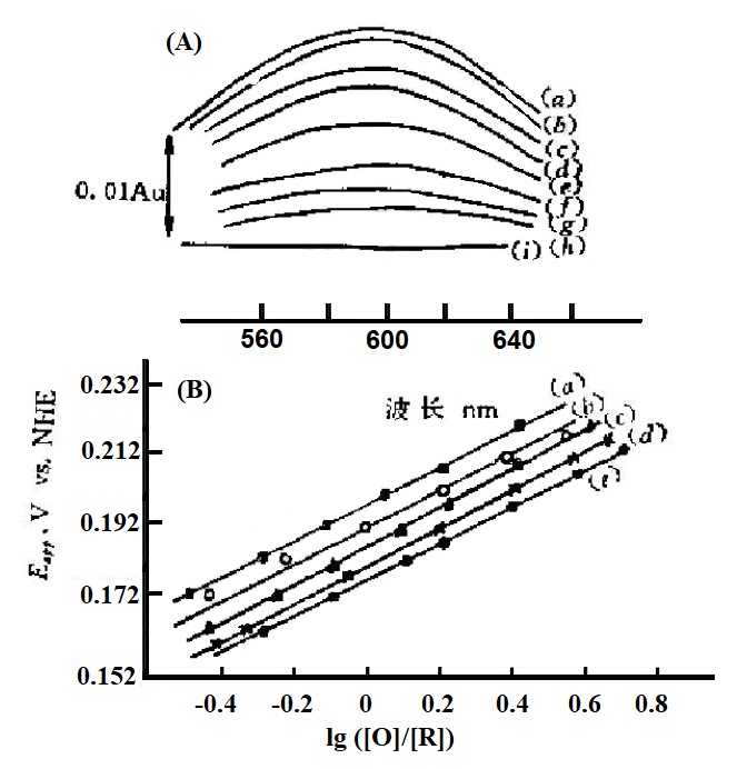  图4-7 A为星状花青苷在不同外加电位下的薄层光谱。B为不同温度下的Nernst图。